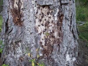Die kräftige borkige Rinde alter Douglasien bietet Käfern und anderen Insekten Unterschlupf